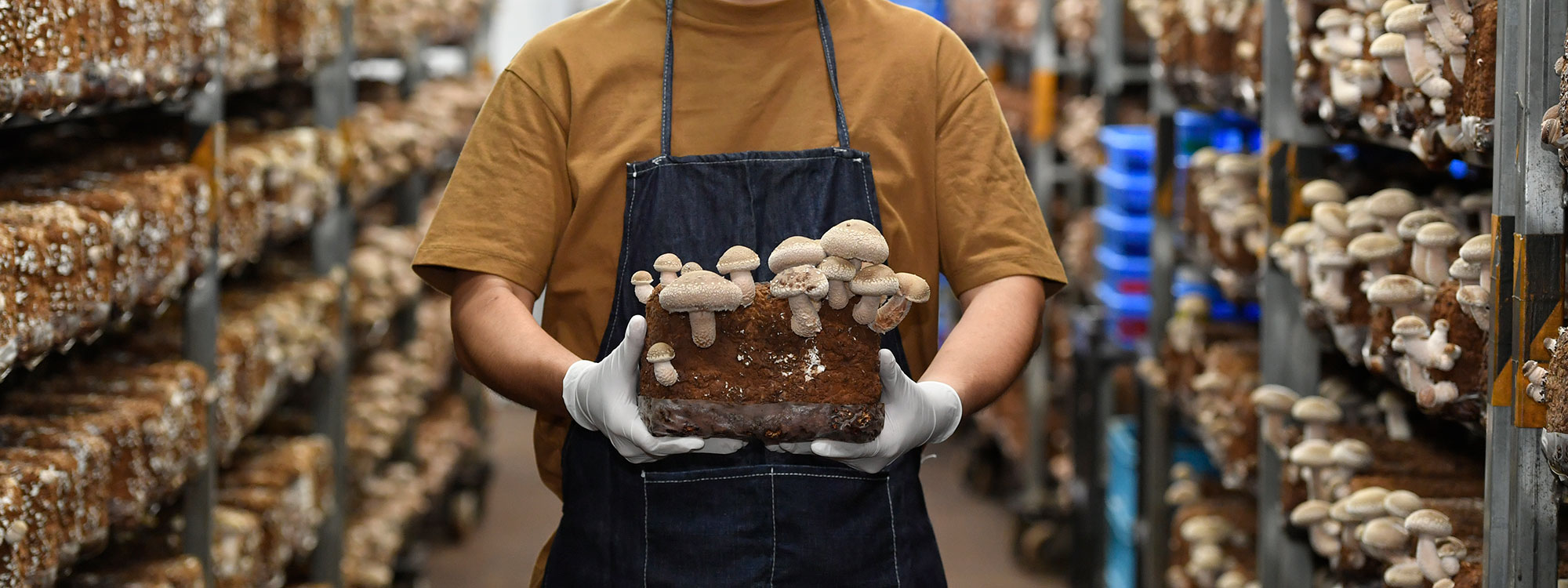 >きのこ類の生産販売／流通販売							