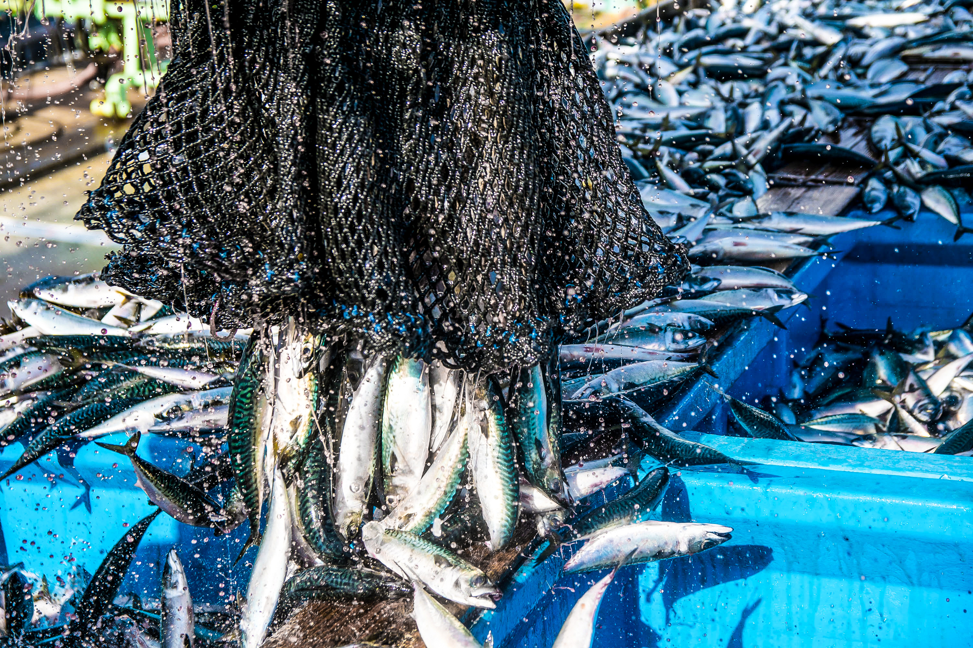 >苫小牧漁業協同組合の鮮魚運搬							